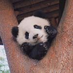萌萌哒熊熊