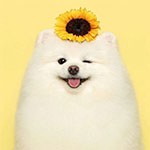 fadefgse