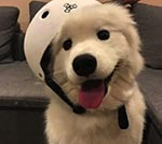 墩墩