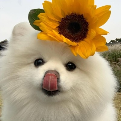 向日葵