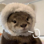 叹气小猫咪