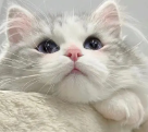 试试