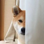 皓然