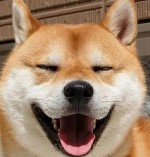 刘小强