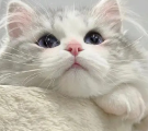 吉拉