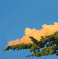 棉花
