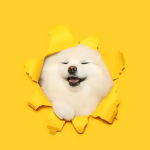 啾啾啾