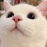 朋