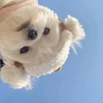 阳阳