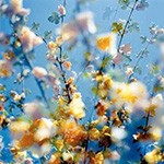 花花