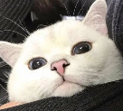 白猫