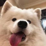 巧克力