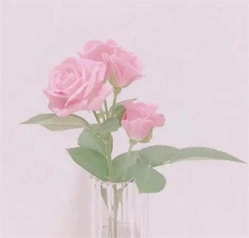 花生了什么树