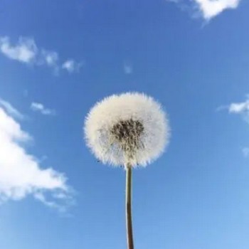 银环