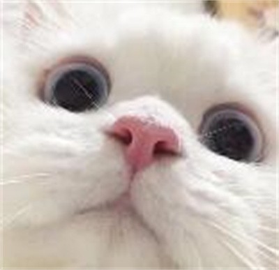 大脸猫