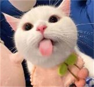 大华