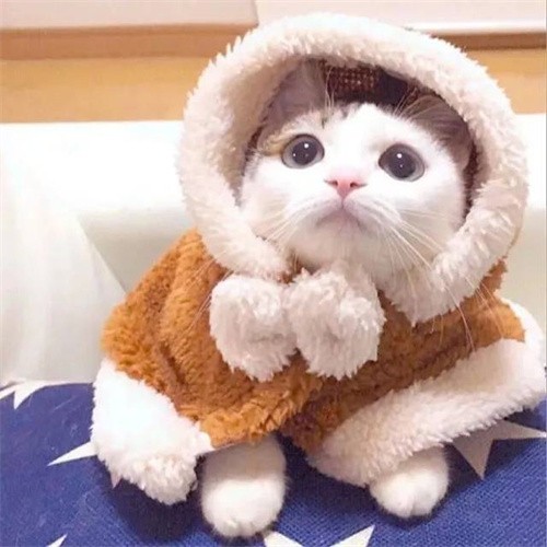 小碎步