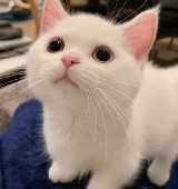 兔毛