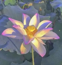 好运莲莲