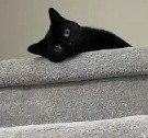 山猫