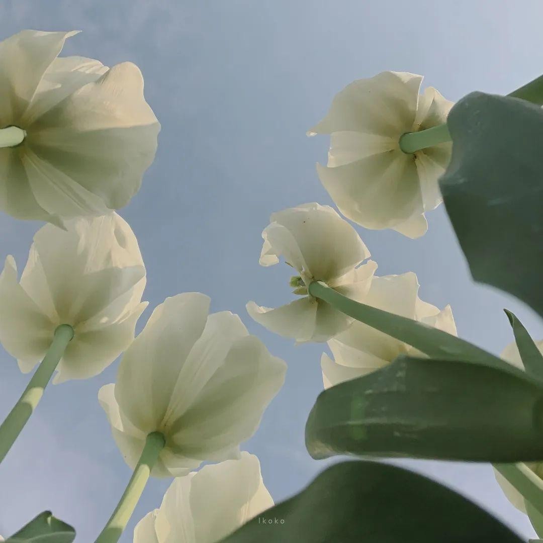 菲利斯
