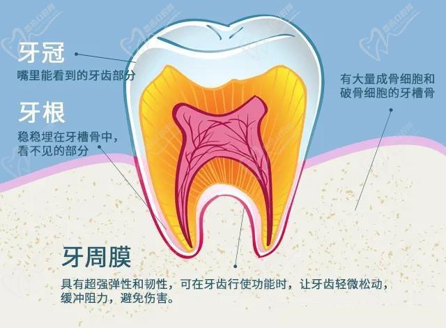 牙齿矫正原理