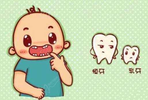 儿童乳牙、恒牙
