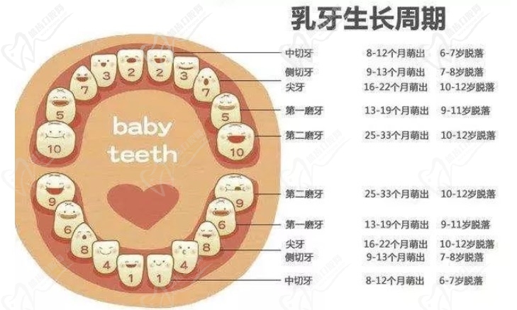 乳牙生长周期