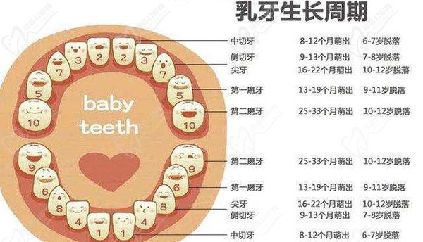 儿童乳牙生长周期