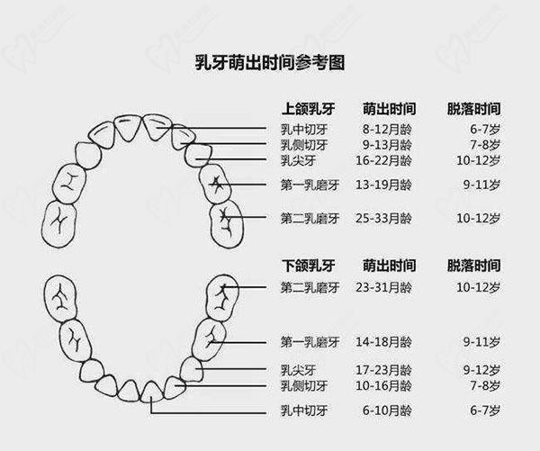 小孩出牙齿的顺序图