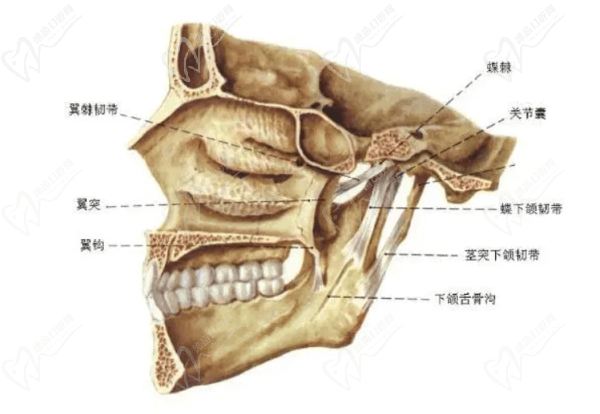 颌部结构