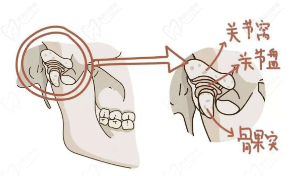 颌关节结构