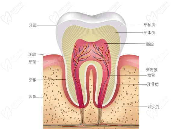 牙齿整体结构