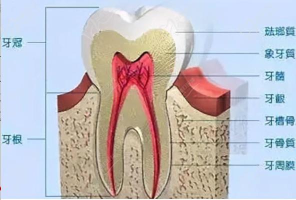 牙槽骨吸收是什么意思？