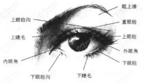 眼部结构图示
