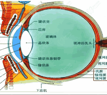 王乐今医生口碑评价和反馈