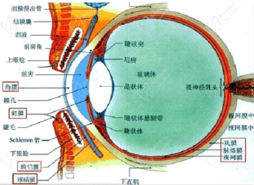 后巩膜加固术后视力能提高多少