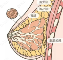 李静林隆胸失败案例有吗-真没有做曼托水滴/胸部缩小真给力