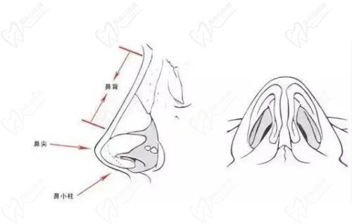武汉张继强跟曾宁谁厉害?对比做鼻子特色技术/风格/价格一决高下